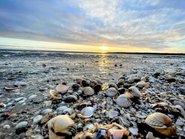 Deniz kabukları ıslak kum üzerinde. Yaz Kuzey Denizi'nde Zandvoort, Hollanda.