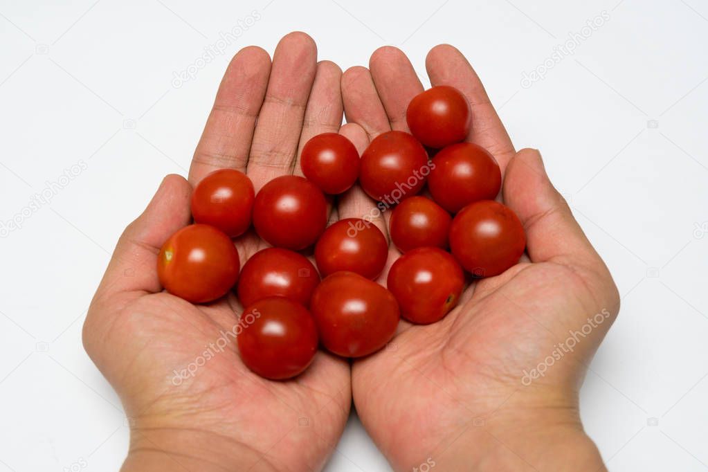 Small cherry tomato close up in the hands