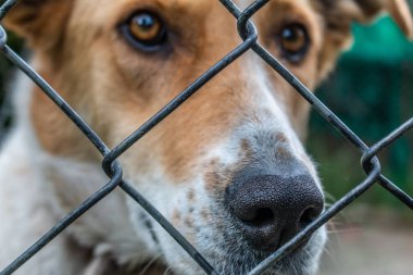 Köpek gölgede dinleniyor.