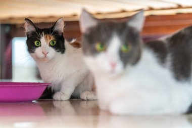 Büyük ve renkli gözlü kediler.