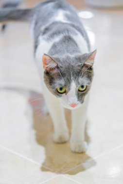 Büyük ve renkli gözlü bir kedi.