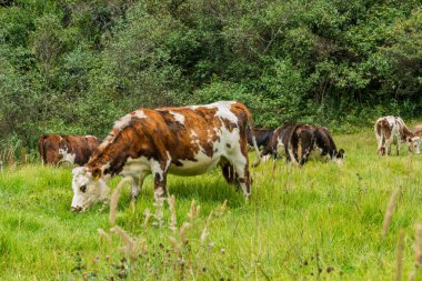 Yaz otlağında inek
