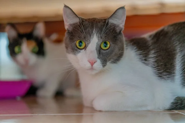 Katzen Mit Großen Und Bunten Augen — Stockfoto