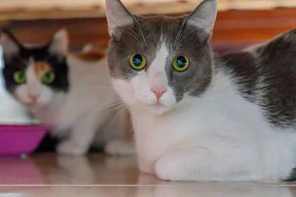 Katzen Mit Großen Und Bunten Augen — Stockfoto