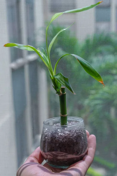 Bamboe Plant Hand Gehouden — Stockfoto