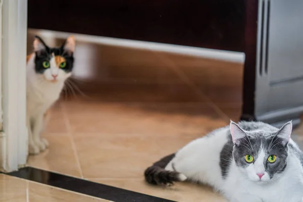 Chats Aux Yeux Grands Colorés — Photo