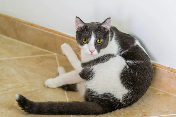 Kočka Velkýma Barevnýma Očima — Stock fotografie