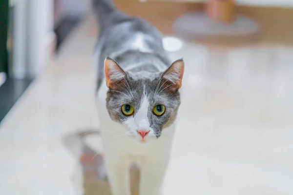 Gatto Con Occhi Grandi Colorati — Foto Stock