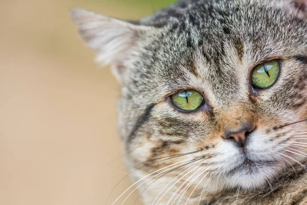 Gato Con Grandes Ojos Verdes — Foto de Stock