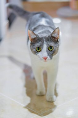 Büyük ve renkli gözlü bir kedi.