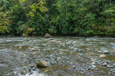 Bitkiler ve kayalar nehir