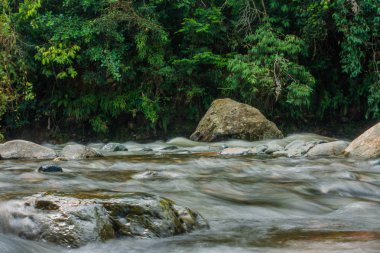 Bitkiler ve kayalar nehir