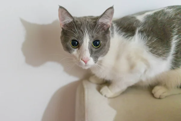 Gato Con Ojos Grandes Coloridos — Foto de Stock