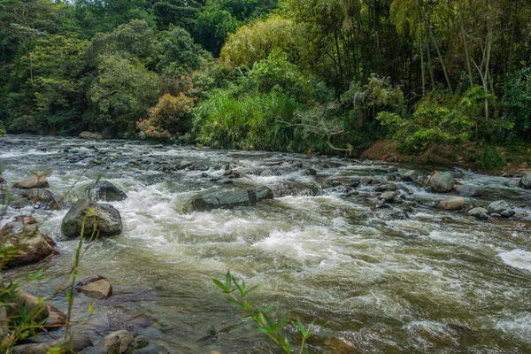 River with plants and rocks