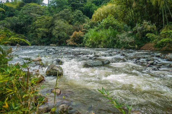 River with plants and rocks