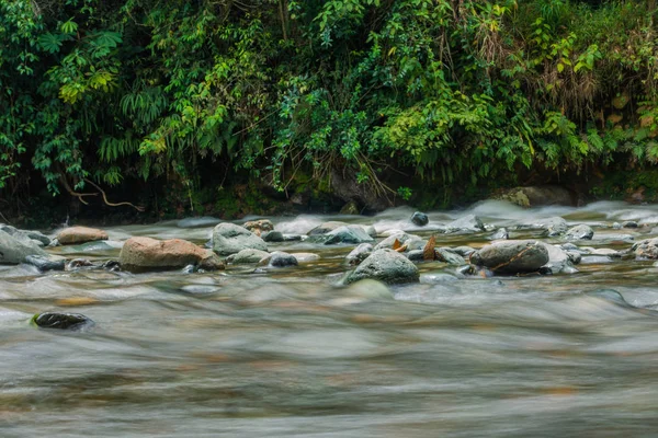 River with plants and rocks