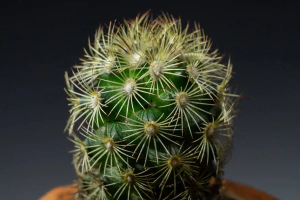 Mały Zielony Kaktus Tropikalny Zbliżenie — Zdjęcie stockowe