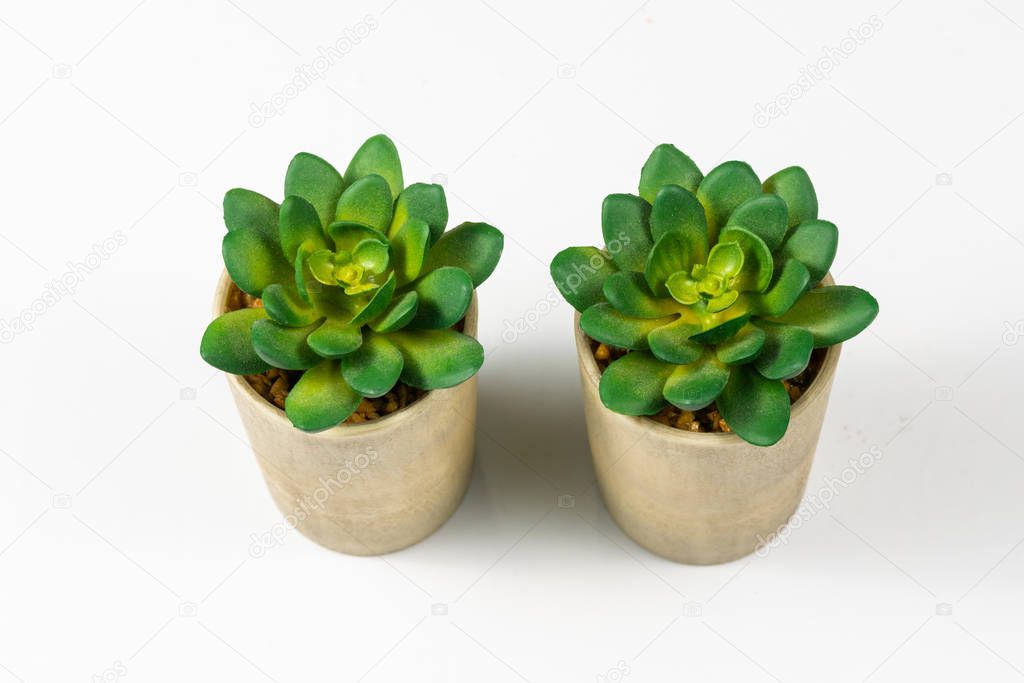 Succulent plant on color white paper background, top view, flat lay