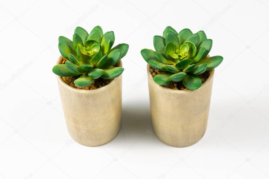Succulent plant on color white paper background, top view, flat lay