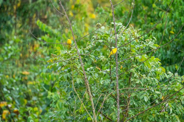 Bird resting on a tree