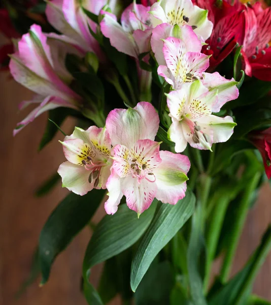 Fondo Flores Alstroemeria Alstroemeria Lily Peruana Lirio Los Incas Flores — Foto de Stock