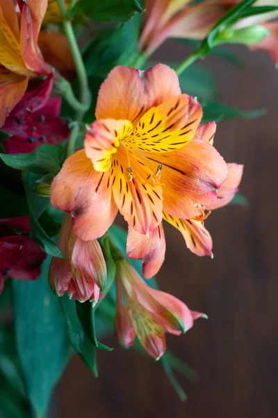 Alstroemeria Bloemen Achtergrond Alstroemeria Peruaanse Lily Lily Van Inca Bloemen — Stockfoto