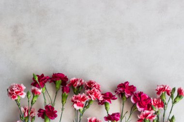 Beyaz arka plan üzerinde güzel pembe karanfil çiçek. Çiçekler arka plan.