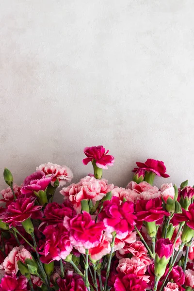 Beyaz arka plan üzerinde güzel pembe karanfil çiçek. Çiçekler arka plan.