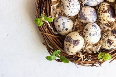 Paskalya yumurta yuvada kopya alanı hafif beton zemin üzerine yeşil yaprakları bahar ile bıldırcın. Bahar, Paskalya ve sağlıklı organik gıda kavramı.