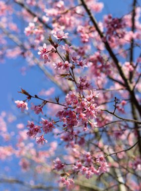 Güzel kiraz çiçeği (sakura) mavi gökyüzü üzerinde ilkbahar da dalı ile. İlkbahar sezonu.