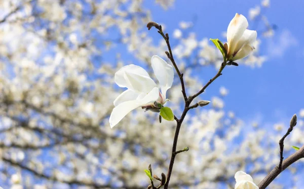 Vackra Vita Magnolia Blommor Vårsäsongen Magnolia Träd Blå Himmel Bakgrund — Stockfoto