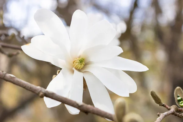Vackra Vita Magnolia Blommor Vårsäsongen Magnolia Träd Blå Himmel Bakgrund — Stockfoto