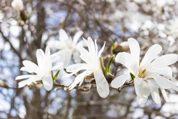 Vackra Vita Magnolia Blommor Vårsäsongen Magnolia Träd Blå Himmel Bakgrund — Stockfoto