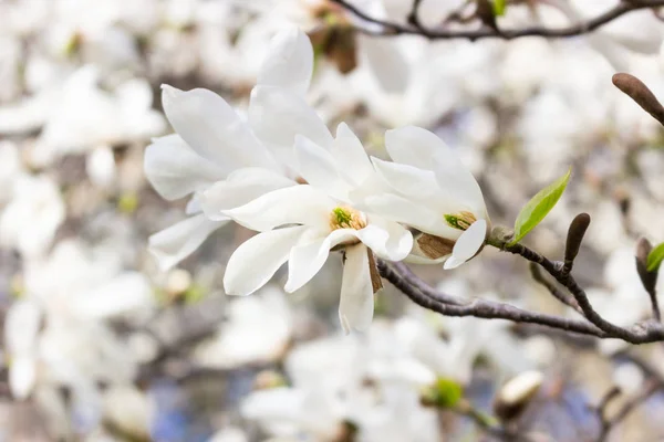Vackra Vita Magnolia Blommor Vårsäsongen Magnolia Träd Blå Himmel Bakgrund — Stockfoto
