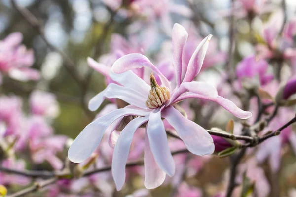 Magnolia pink blossom tree flowers, close up branch, outdoor. Pink magnolias in spring day. Beautiful pink magnolias on blue sky.