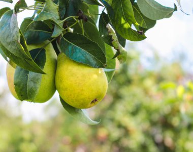 Armut ağacı dalı üzerinde taze sulu armut. Doğal ortamda organik armut. Yaz bahçesinde armut.