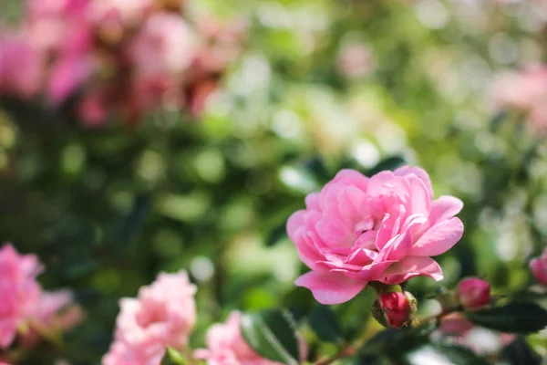 Coral Rose Flower Roses Trädgård Mjukt Fokus Kopiera Utrymme — Stockfoto