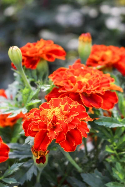 Bahçede güzel Marigold çiçek (Tagetes erecta, Meksika, Aztek veya Afrika kadife çiçeği) yakın. Marigold arka plan veya tagetes kartı.