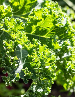 Taze yeşil lahana (cale salatası).