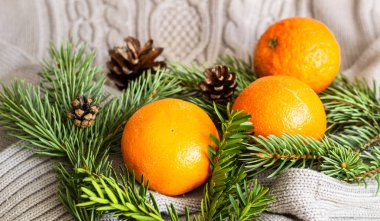 Clementines, köknar dalları ve gri örülmüş kazak. Kış konforu. 