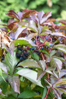 Victoria tüyler ürpertici meyveler ve yapraklar. Güzel sonbahar arka plan. Parthenocissus. Vitaceae Ailesi.
