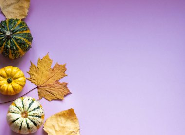 Yaratıcı düz sonbahar kompozisyonu, küçük dekoratif balkabakları ve sonbahar yapraklarıyla. Pembe ya da morumsu kağıt arka plan. Boşluğu kopyala.