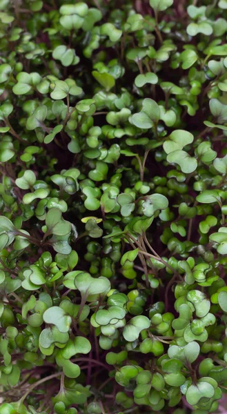 Kubis merah atau lobak mikrohijau tumbuh dalam wadah plastik. Bibit berkecambah di rumah. Tutup. Konsep makan sayur dan sehat. — Stok Foto