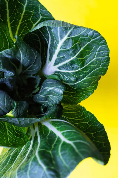 Close Texture Bok Choy Pak Choi Chinese Cabbage Food Concept — Stock Photo, Image