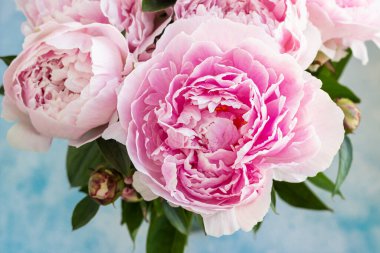 Güzel pembe şakayık demeti, mavi beton arka plan. Üst Manzara. Çiçek dokusu.