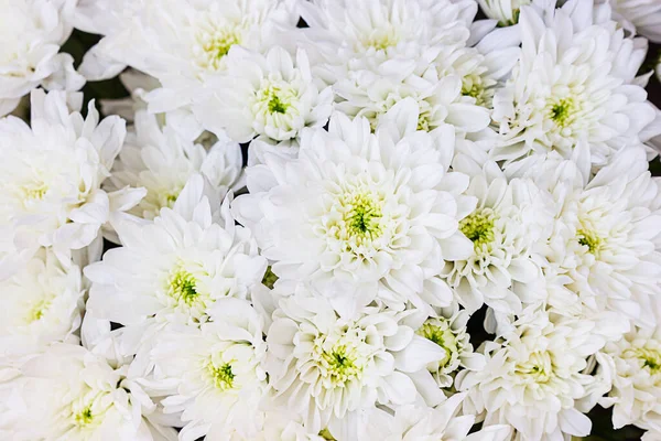 Hermosos Crisantemos Blancos Papel Pintado Crisantemo Fondo Flores Cerca —  Fotos de Stock