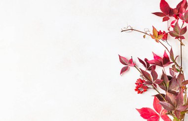 Partenosissus 'un parlak kırmızı yaprakları, Victoria sürüngen yaprakları ışık arka planda. Sonbahar yaprakları çerçevesi. Güzel sonbahar arkaplanı.