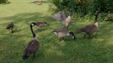 Bahçedeki kazlar yazın dışarıda.