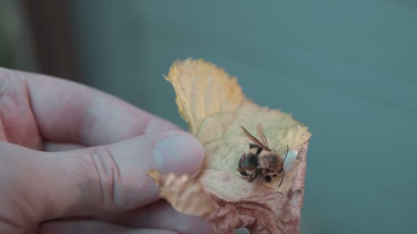 Dışarıda Yaprağın Üstünde Ölü Arı — Stok video