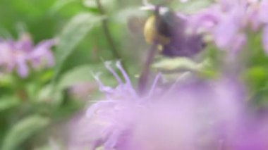 Yaban arısı polenleyicisi dışarıda